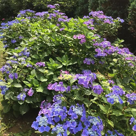 Sonnenhof Garni לינה וארוחת בוקר 3*