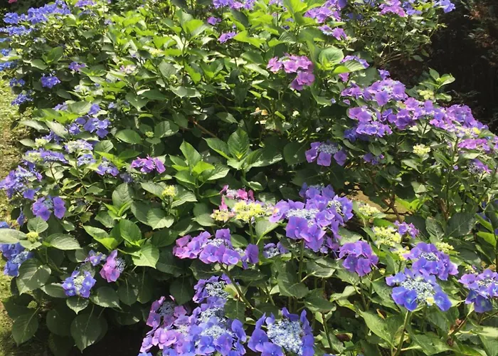 Sonnenhof Garni Panzió 3*